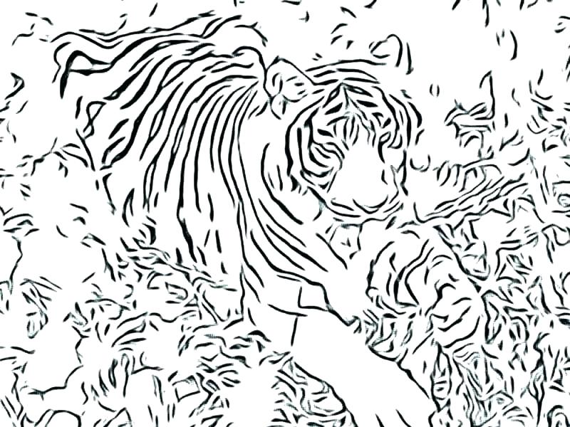 800x600 Big Cat Coloring Pages Big Cat Colori Pages Cats And Quilts Book