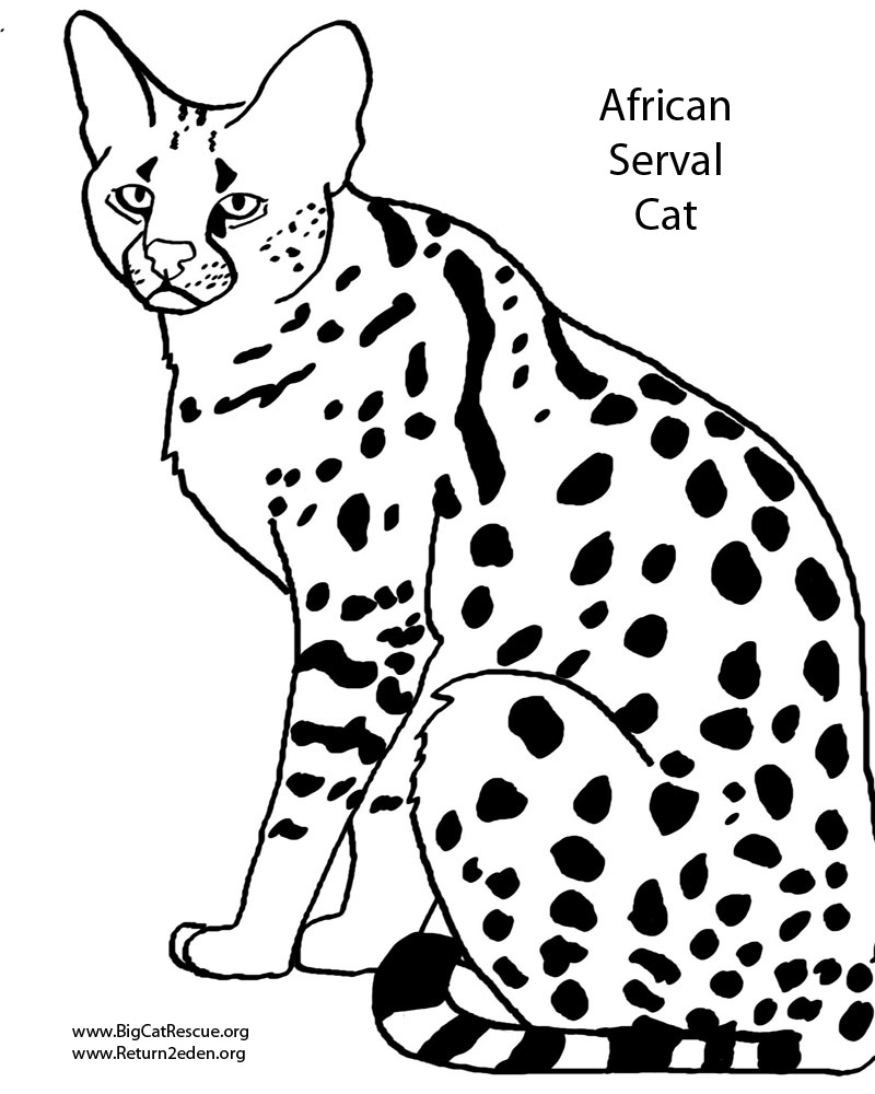 800x1000 Coloring Pages By Jamie