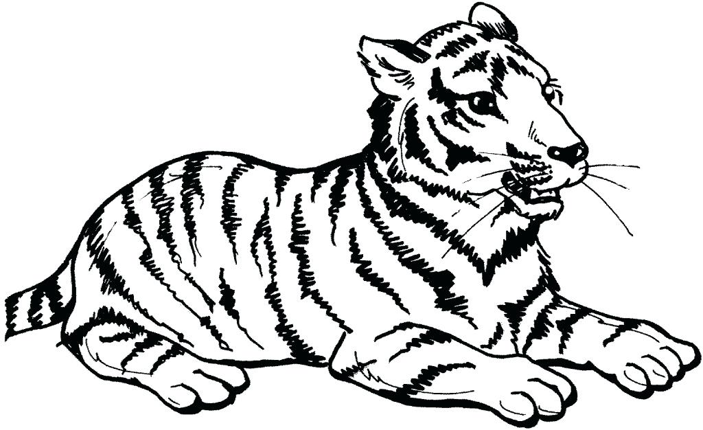 1024x626 Big Cat Coloring Pages Big Cat Coloring Pages Big Cat Rescue