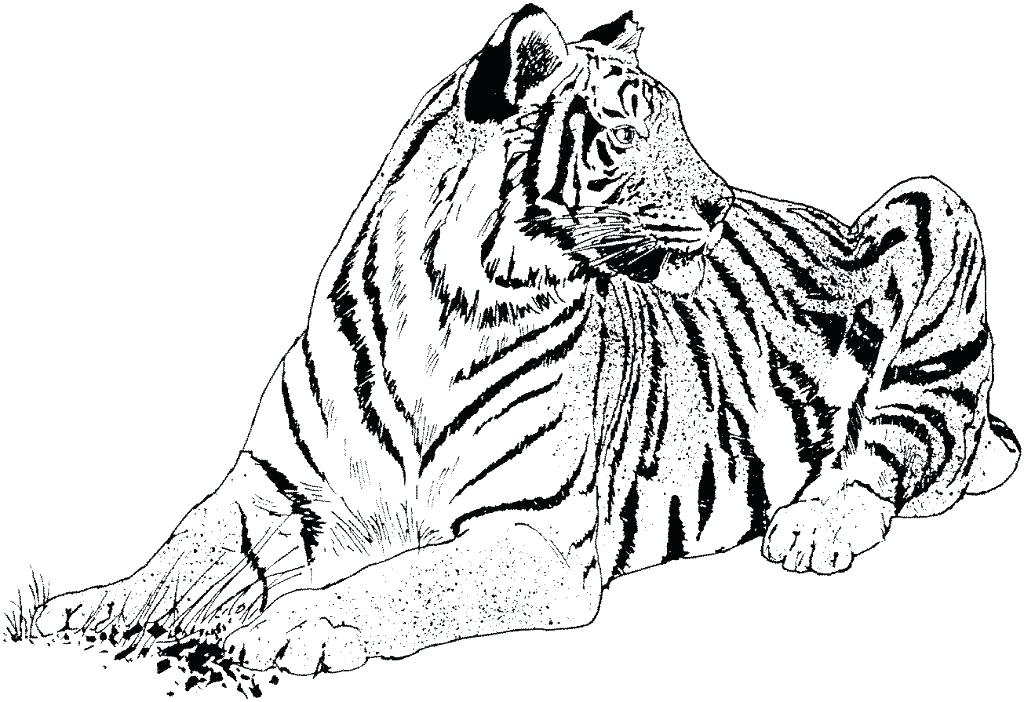 1024x702 Realistic Bird Coloring Pages Realistic Coloring Pages Big Cat