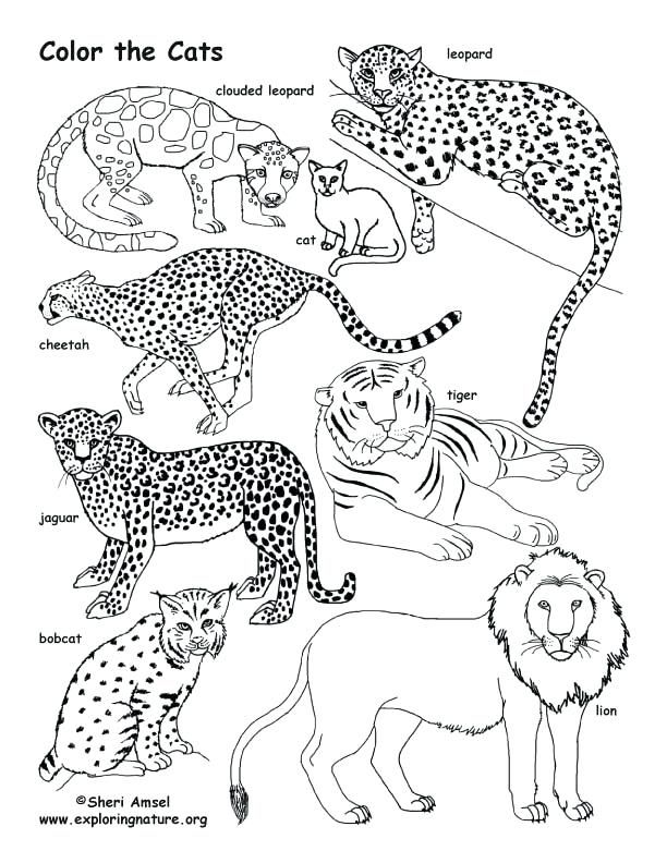 612x792 Big Cat Coloring Pages Cat Family Coloring Page Big Cat Rescue