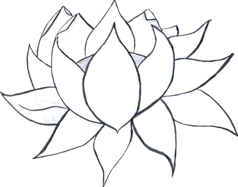 Big Cactus Flower Coloring Pages Best Place To Color Big Flower 970x761 Big Cactus Flower Coloring Pages Best Place To Color Big Flower