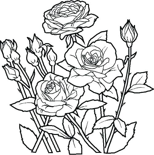 Flower Pot Coloring Pages Flower Coloring Pages Free Printable 500x503 Flower Pot Coloring Pages Flower Coloring Pages Free Printable