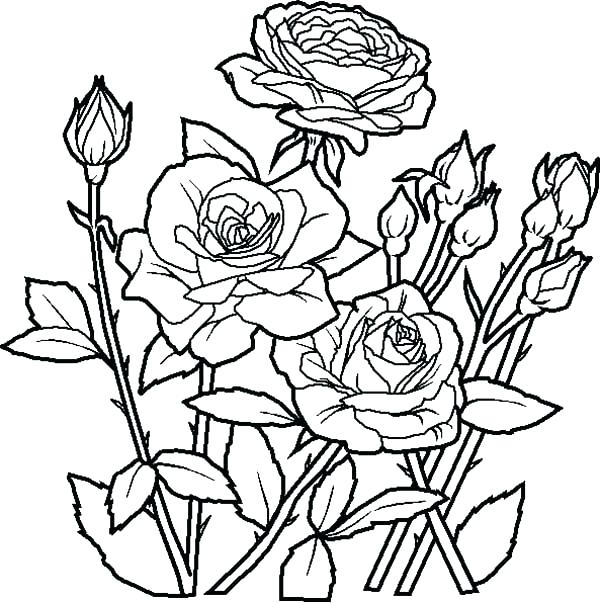 Big Flower Coloring Pages Coloring Pages Of Roses And Flowers 600x603 Big Flower Coloring Pages Coloring Pages Of Roses And Flowers