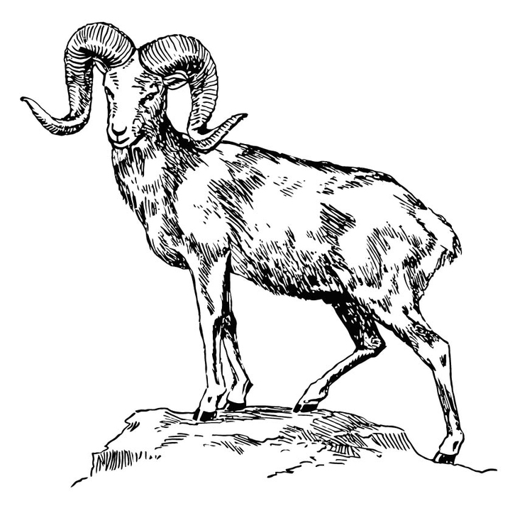 750x730 Coloring Page Mountain Sheep