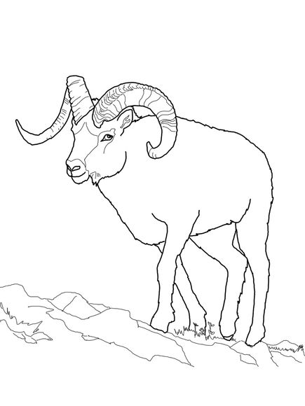 435x580 Dall Sheep Coloring Page