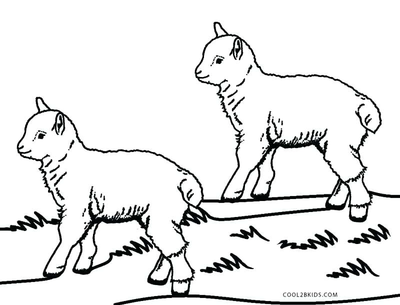 800x610 Sheep Color Page The Sheep Coloring Pages Sheep Color Page