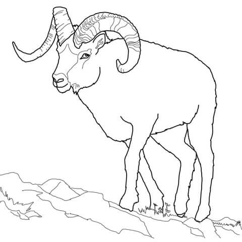 480x480 Bighorn Sheep Coloring Pages Free Printable Bighorn Sheep