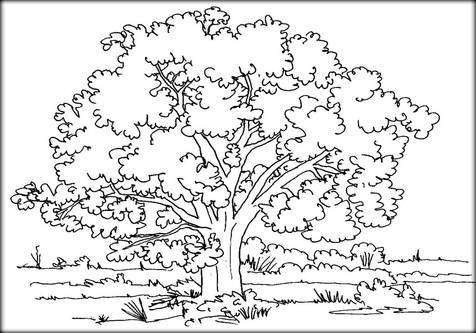 476x333 Bare Tree Coloring Page Silhouette With Roots Holiday Art Of Fall
