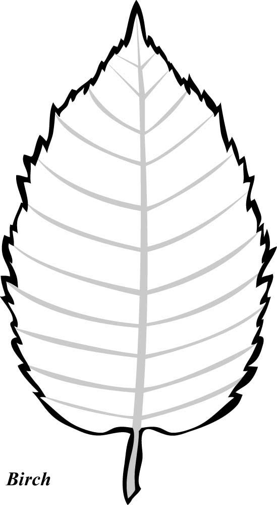549x999 Birch Tree Leaf Template