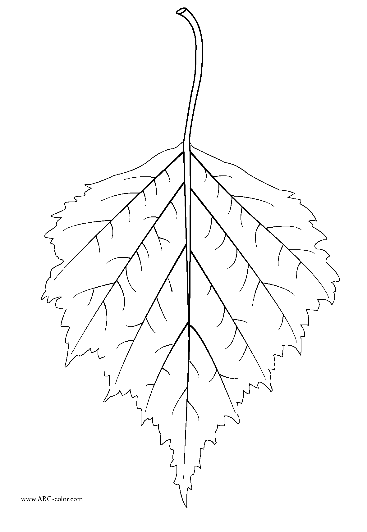 1181x1713 Birch Tree Leaves Drawing