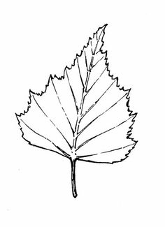 236x325 Black Macro Leaf Of Birch Tree Isolated Vector Craftit