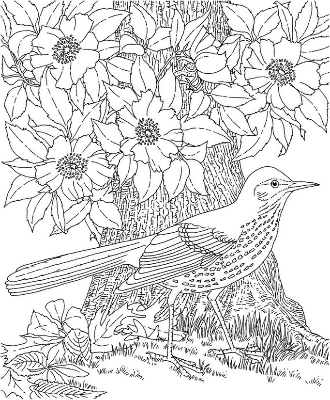 682x825 Adult Coloring Page Summer Bird 4