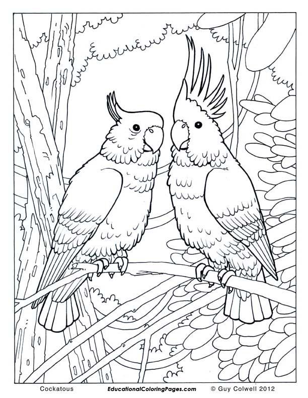 612x792 59. Free Jungle Bird Coloring Pages For Adults