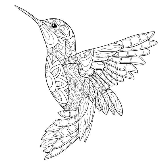 570x570 Adult Coloring Pages Humming Bird Zen Tangle Art Relax Coloring