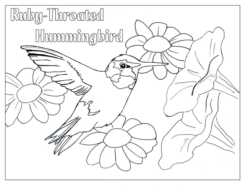 1024x780 Adult Coloring Pages Humming Birds