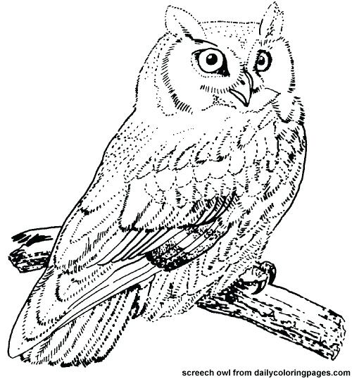 Realistic Bird Coloring Pages Bird Coloring Pages Photo Of Gallery 500x538 Realistic Bird Coloring Pages Bird Coloring Pages Photo Of Gallery