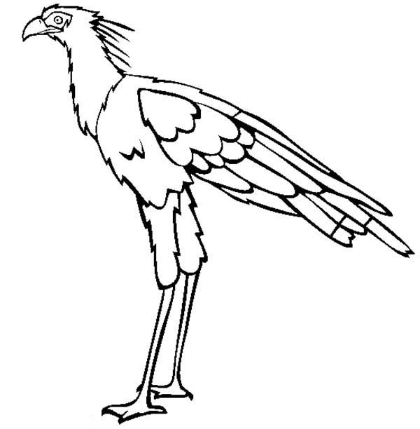 Secretary Bird Coloring Page Color Luna 600x612 Secretary Bird Coloring Page Color Luna