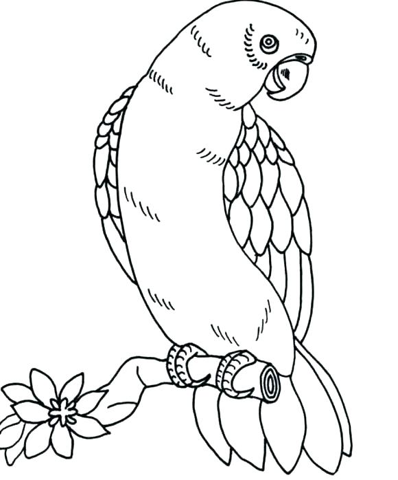 Bird Coloring Pages Cardinal Bird Coloring Page Free Pages Baby 580x698 Bird Coloring Pages Cardinal Bird Coloring Page Free Pages Baby