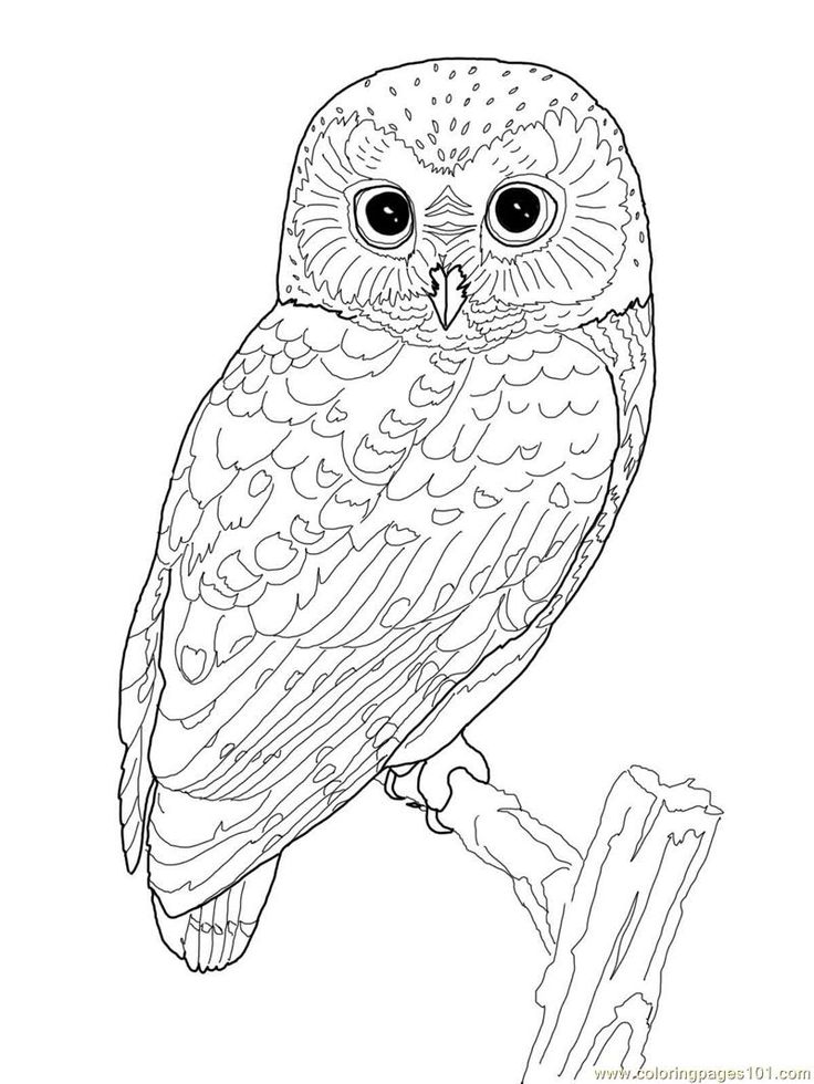 Bird Coloring Pages For Adults