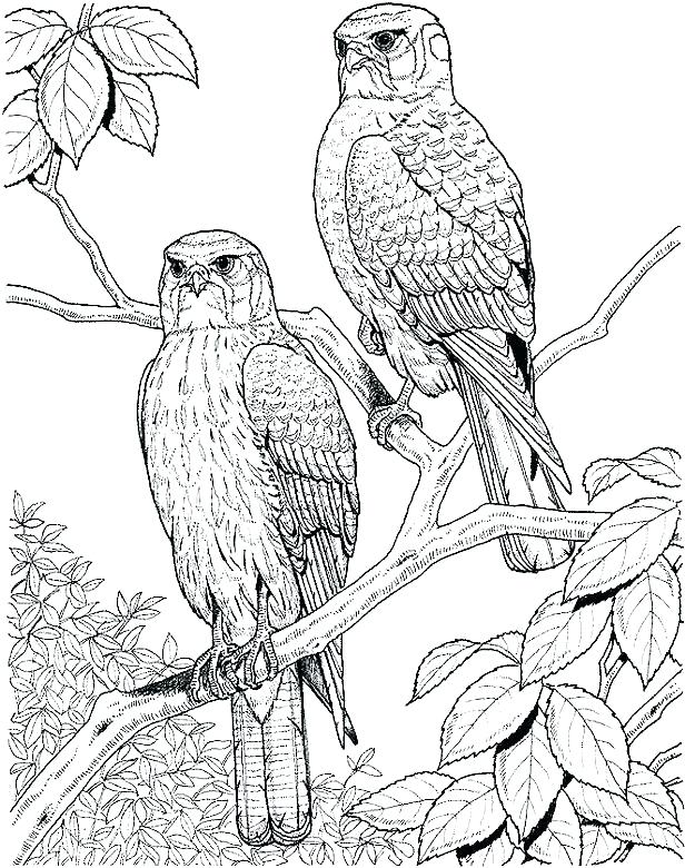 616x780 Coloring Page Bird Coloring Pages Bird Adult Coloring Pages Bird