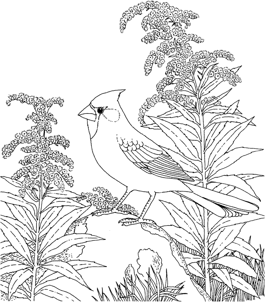 899x1024 New Tropical Birds Adult Coloring Pages Design Printable