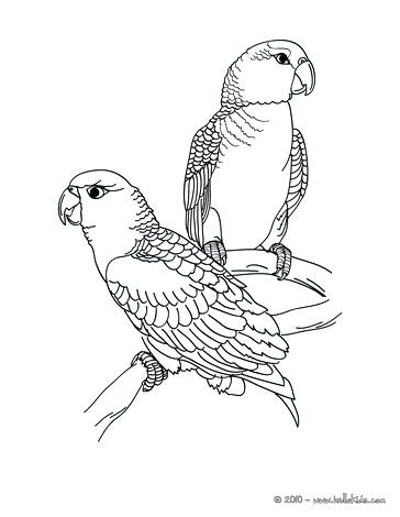 364x470 Peacock Coloring Page Parrot Picture To Color Coloring Page Animal