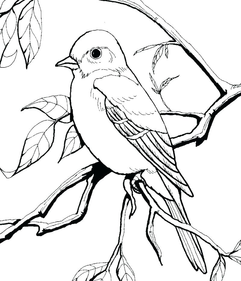 800x932 Bird Coloring Book For Adults