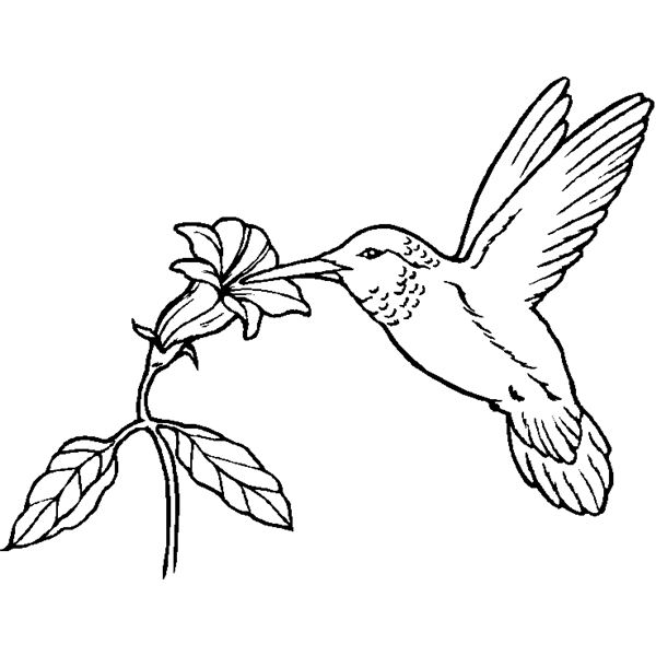 600x600 Bird Coloring Pages