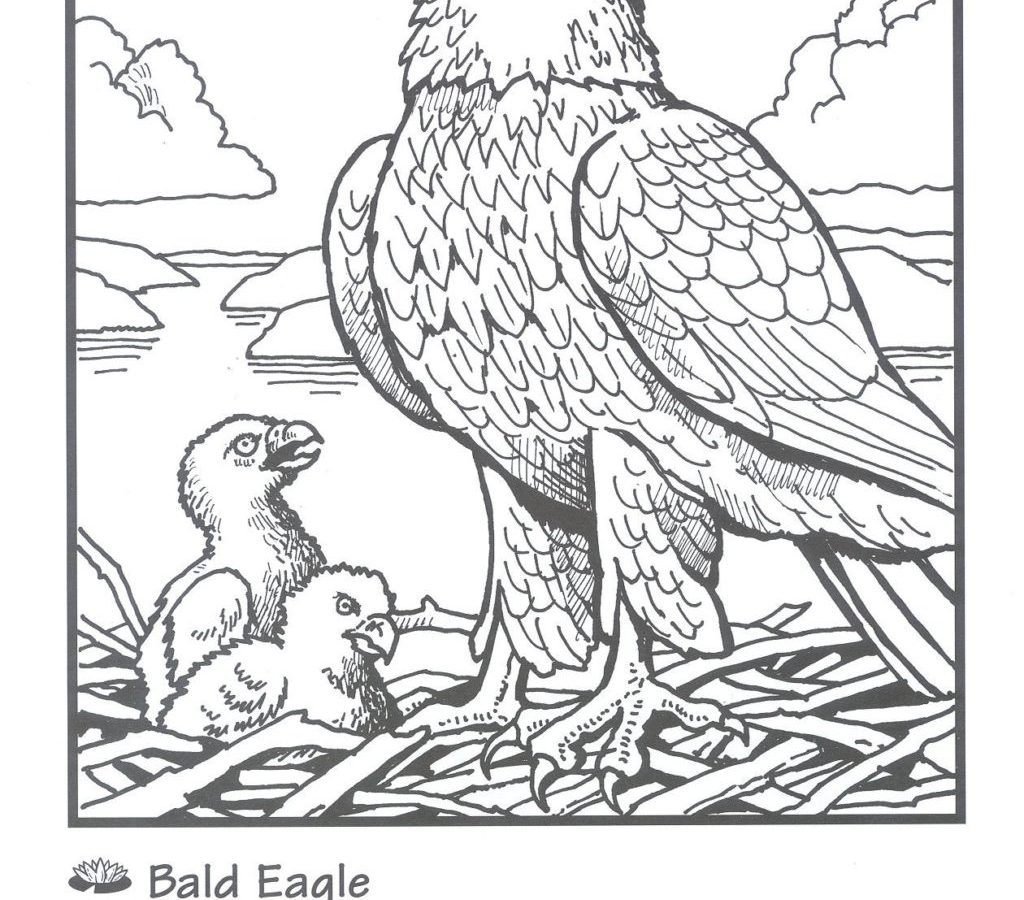 1024x900 Draw Bald Eagle Colorings With Additional Us Flag Birds Coloring