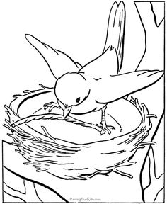 236x288 Realistic Bird Coloring Pages For Adults Enjoy Coloring 291148