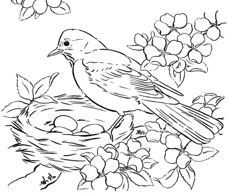 777x657 Angry Birds Coloring Pages Free Free Printable Bird Coloring Pages