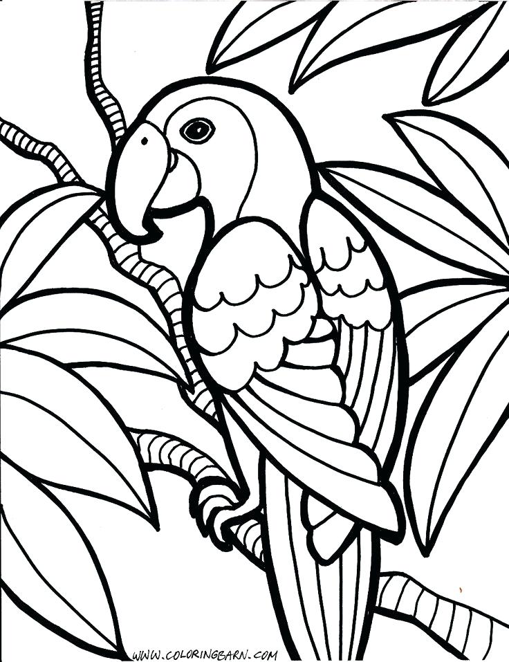 736x957 Elegant Bird Coloring Pages For Kids For Best Bird Coloring Pages