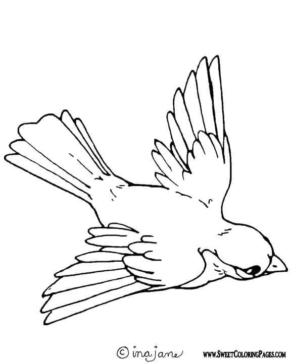 576x720 Realistic Bird Coloring Pages Bird Coloring Pages Bird Coloring