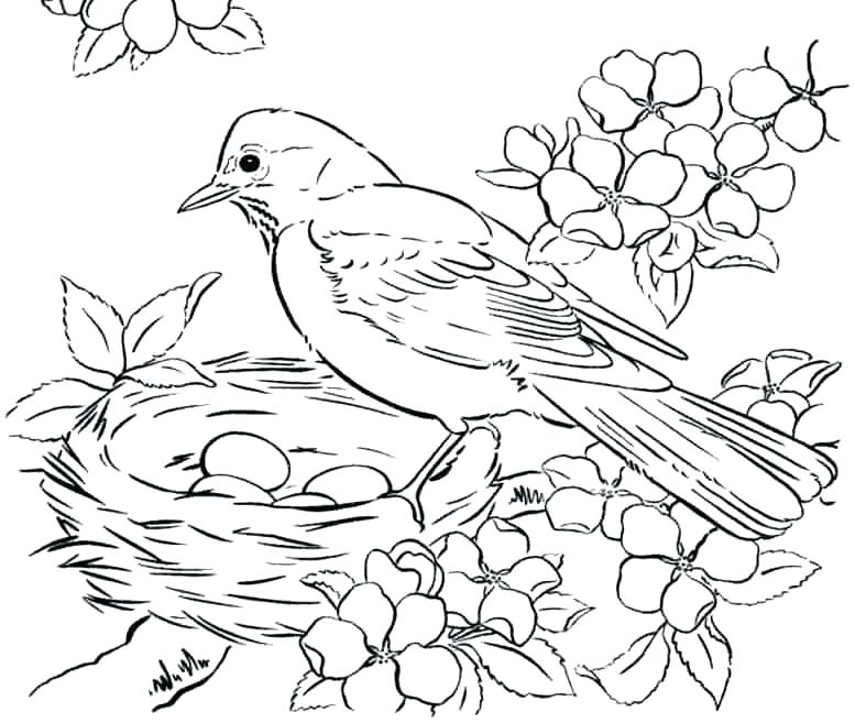 777x657 Realistic Bird Coloring Pages Birds Of Prey Realistic Bird