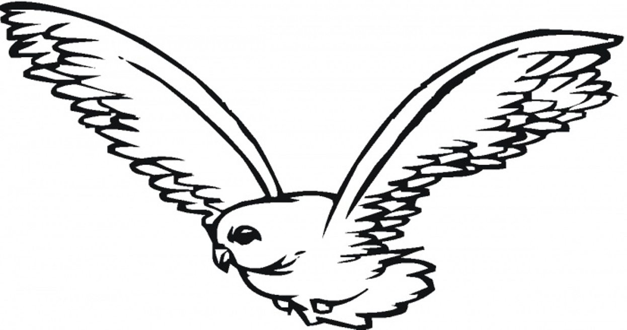 1246x655 Coloring Pages Birds