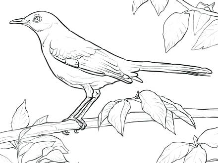 Coloring Pages Bird Feeders Baby Bird Coloring Pages Related 440x330 Coloring Pages Bird Feeders Baby Bird Coloring Pages Related
