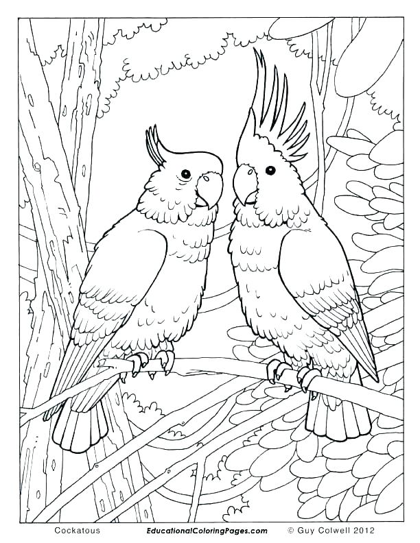 Coloring Pages Birds Coloring Pages Bird Feeders 612x792 Coloring Pages Birds Coloring Pages Bird Feeders