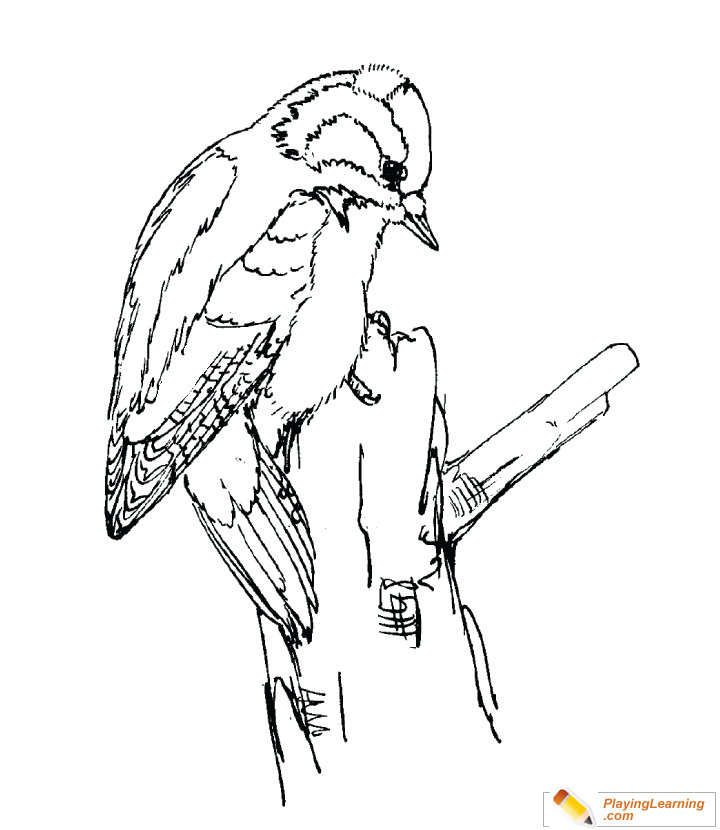 Downy Woodpecker Coloring Page For Kids 720x830 Downy Woodpecker Coloring Page For Kids