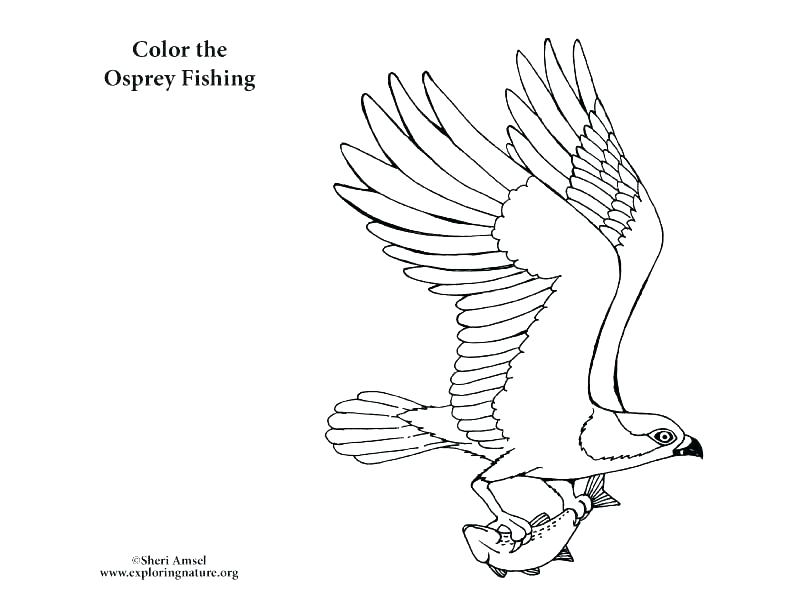 792x612 Coloring Page Of Birds Coloring Pages Collection