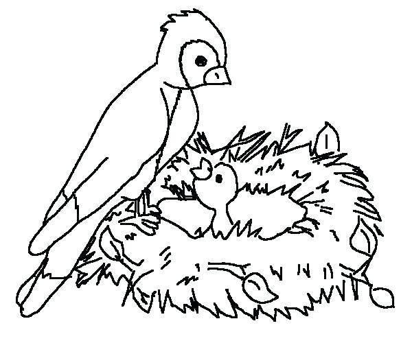 600x500 Bird Coloring Pages Plus Coloring Sheets 1 Baby Bird Colouring