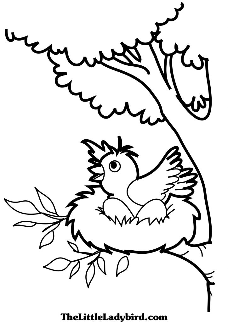 724x1024 Bird Nest Coloring Page