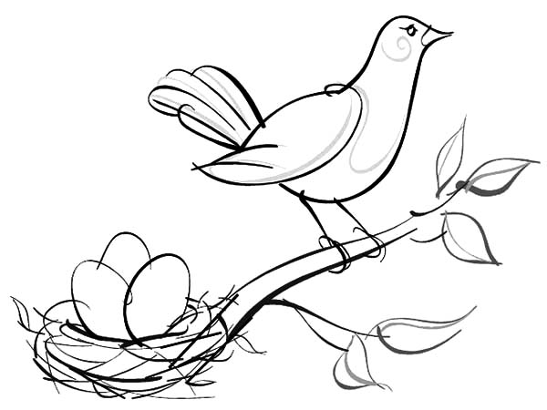 600x450 Bird Nest Coloring Page