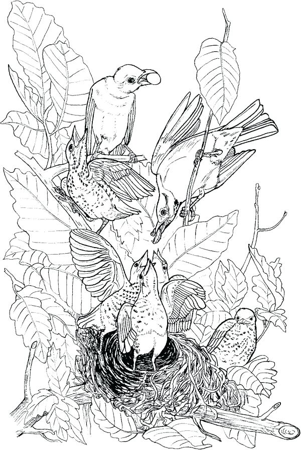 600x896 Bird Nest Coloring Page 8 Pics Of Hummingbird Nest Coloring Pages