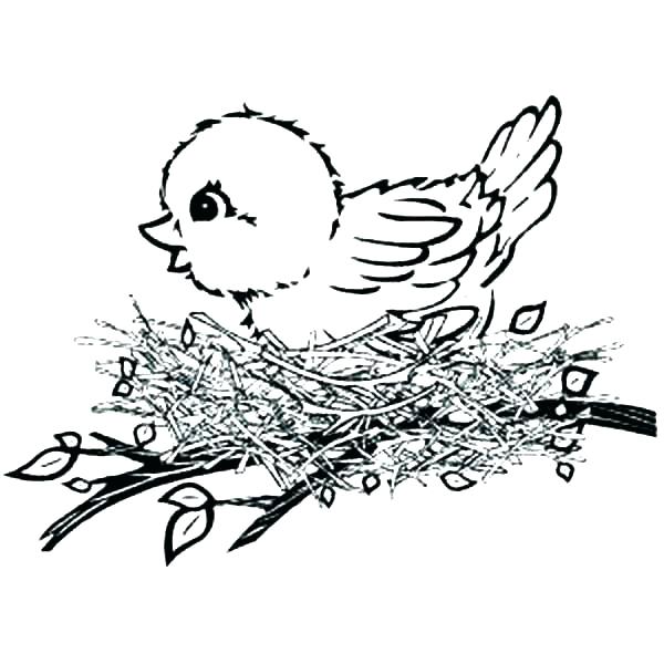 600x600 Black Canary Coloring Pages Bird Nest Coloring Page Baby Bird