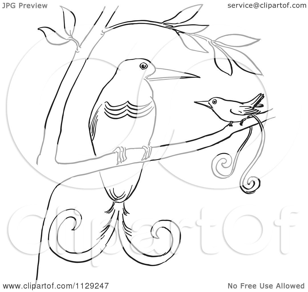 1080x1024 Cartoon Clipart Of Outlined Birds Of Paradise In A Tree