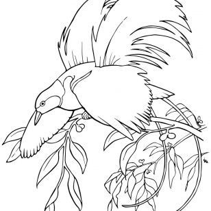 308x308 Quetzal Animal Coloring Pages Printable Birds Quetzal Animals