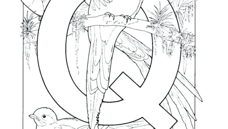 750x425 Quetzal Coloring Page Birds And Flowers Coloring Page Birds