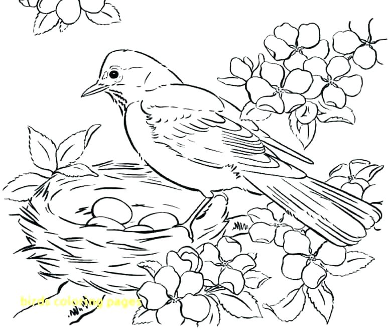 Coloring Page Of A Bird Incredible Ideas Coloring Pages Of Birds 777x657 Coloring Page Of A Bird Incredible Ideas Coloring Pages Of Birds