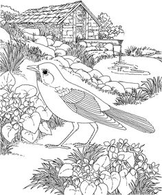 236x284 Free Printable Coloring Page State Birds And Flowers Coloring
